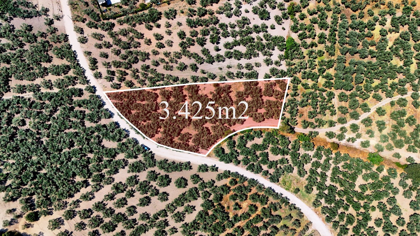 Mudanya Aydınpınar'da 3.425 m² Müstakil Tek Tapu Satılık Zeytinlik