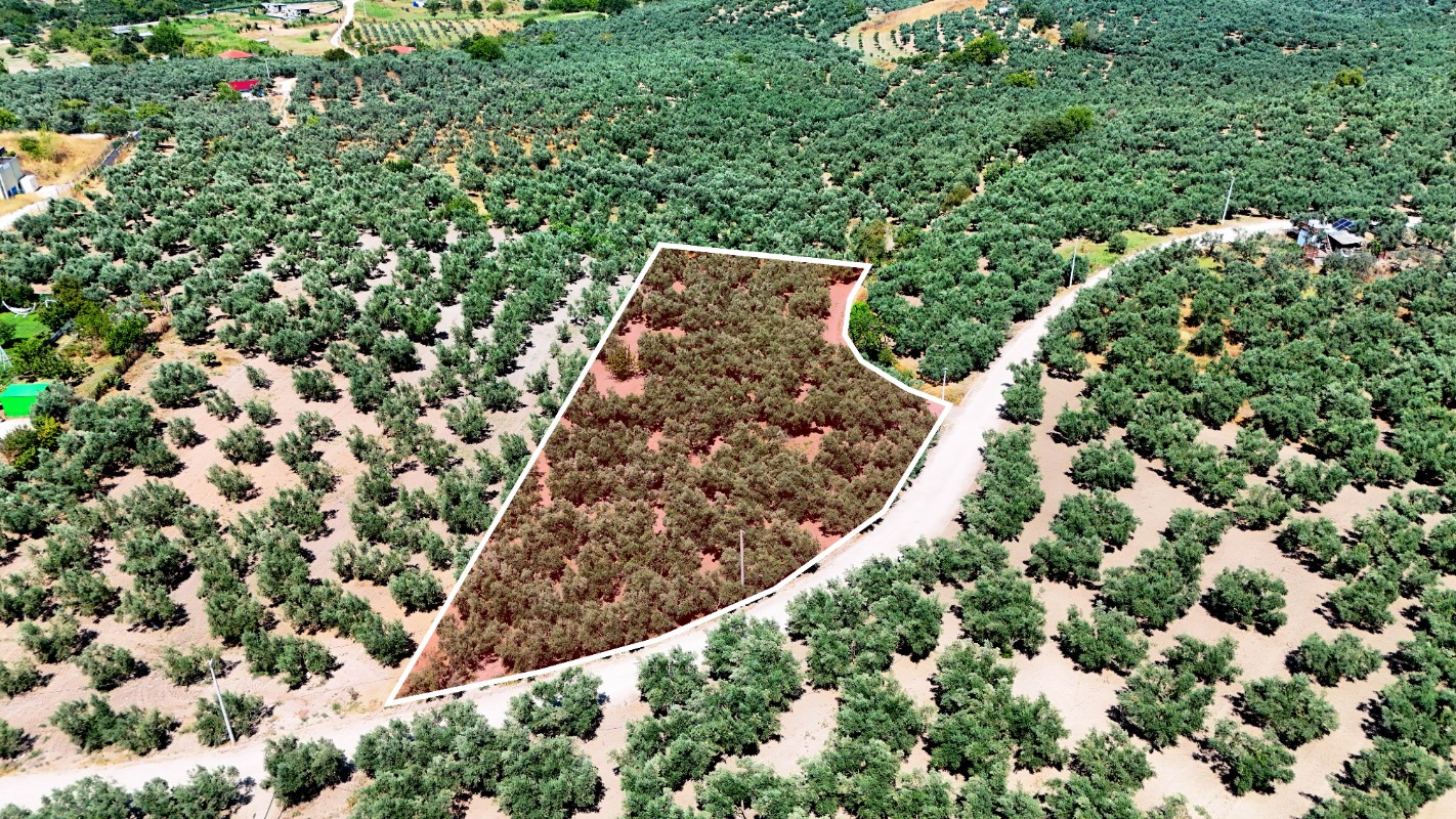 Mudanya Aydınpınar'da 3.425 m² Müstakil Tek Tapu Satılık Zeytinlik