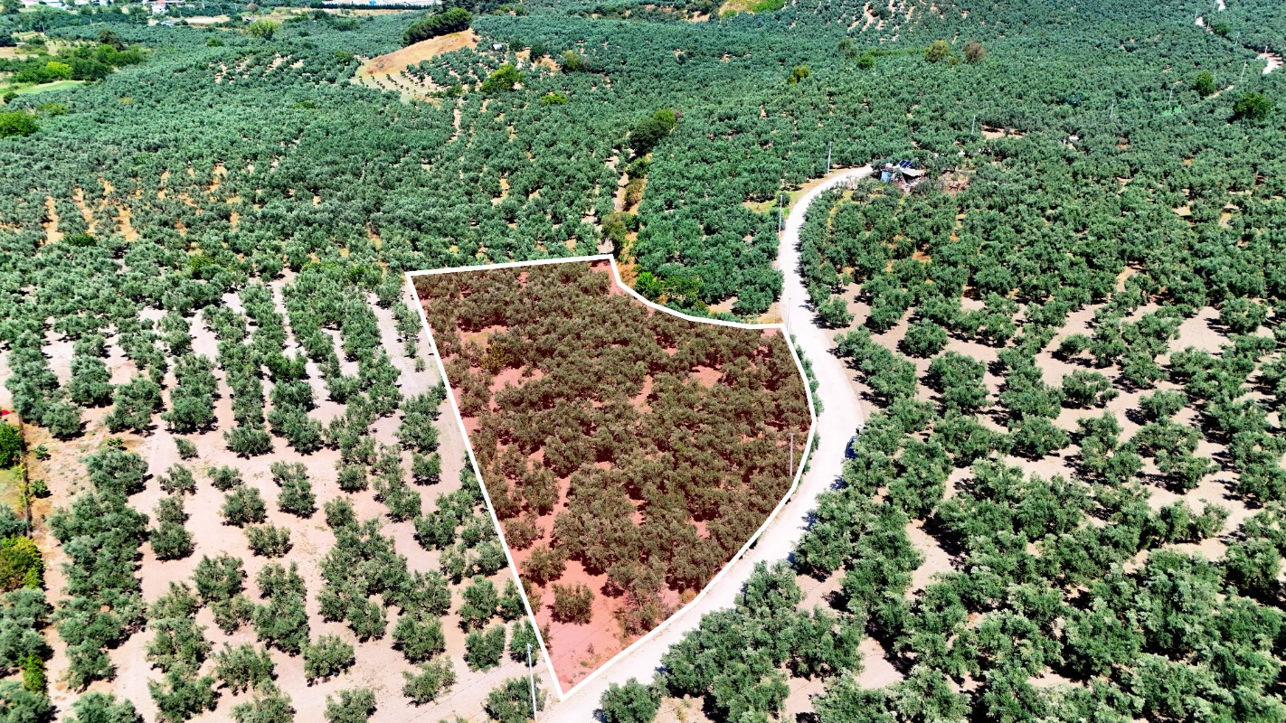 Mudanya Aydınpınar'da 3.425 m² Müstakil Tek Tapu Satılık Zeytinlik