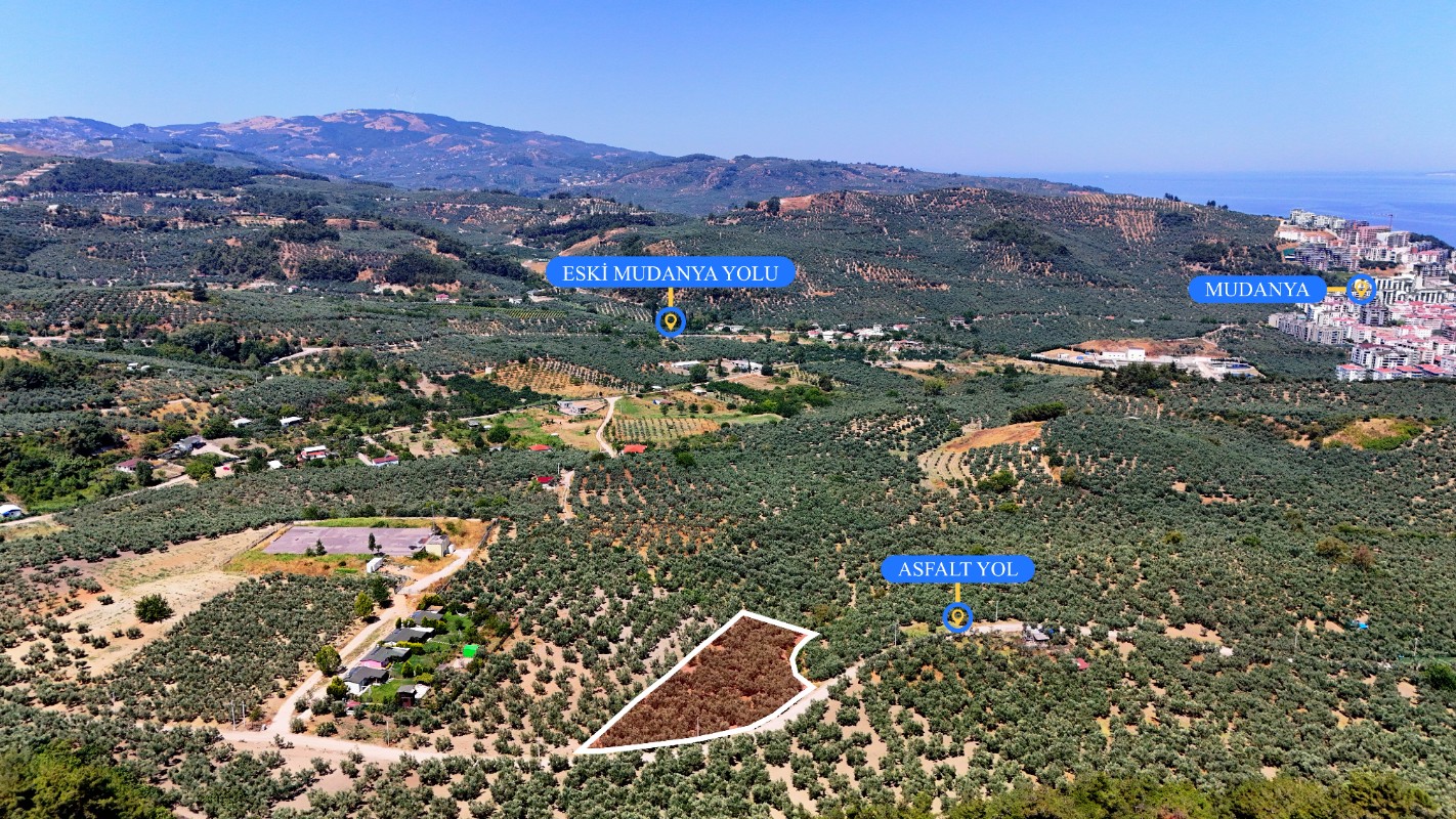 Mudanya Aydınpınar'da 3.425 m² Müstakil Tek Tapu Satılık Zeytinlik